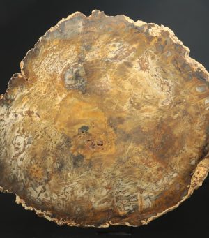 Petrified wood