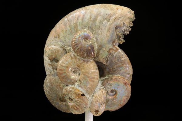 Amonit - Image 5