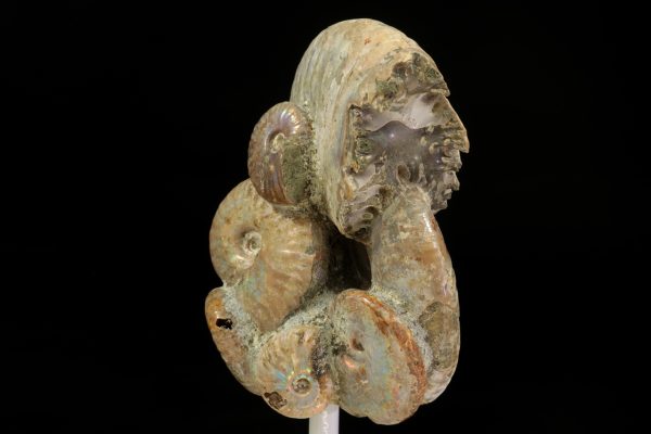 Amonit - Image 6