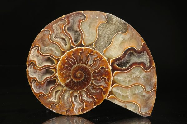 Amonit - Image 3
