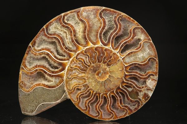 Amonit - Image 2