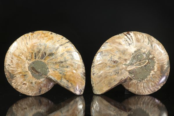 Amonit - Image 5