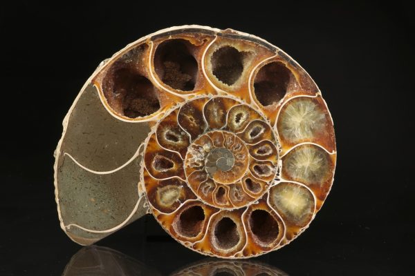 Amonit - Image 2