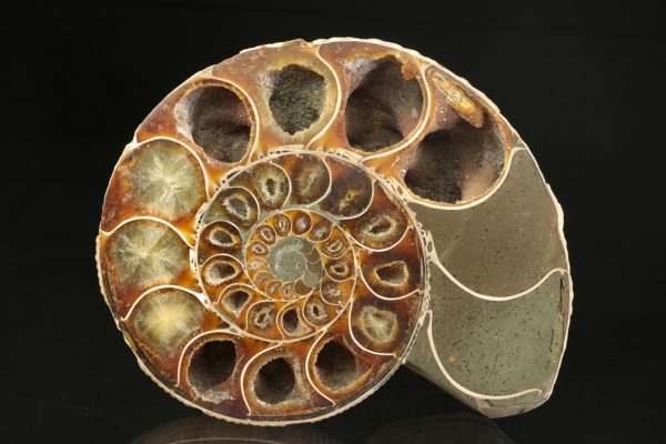 Amonit - Image 3