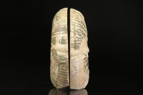 Amonit - Image 6