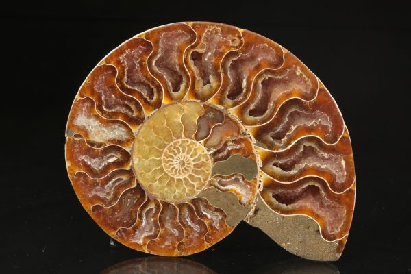 Amonit - Image 3
