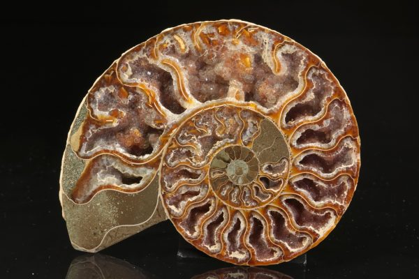 Amonit - Image 3
