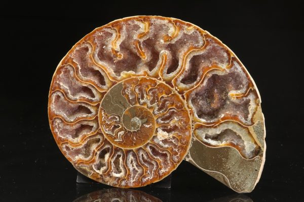 Amonit - Image 4