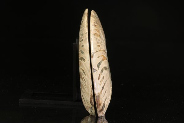 Amonit - Image 7