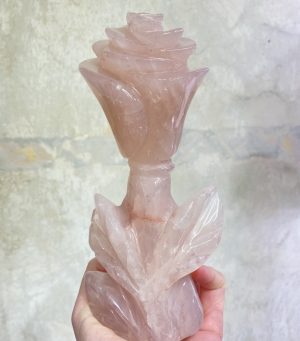 Růženínová růže