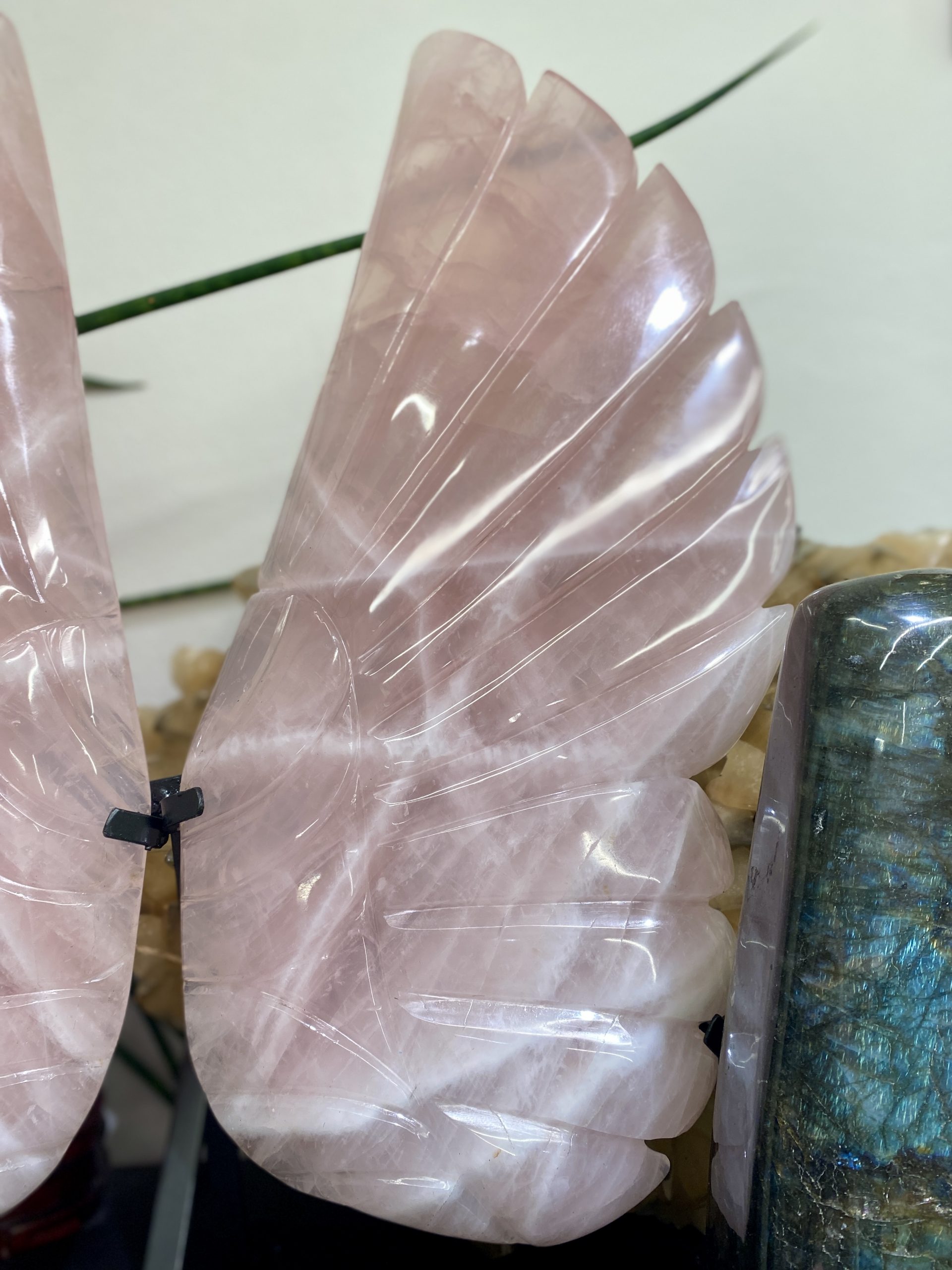 Menší růženínová křídla - Obrázek 2