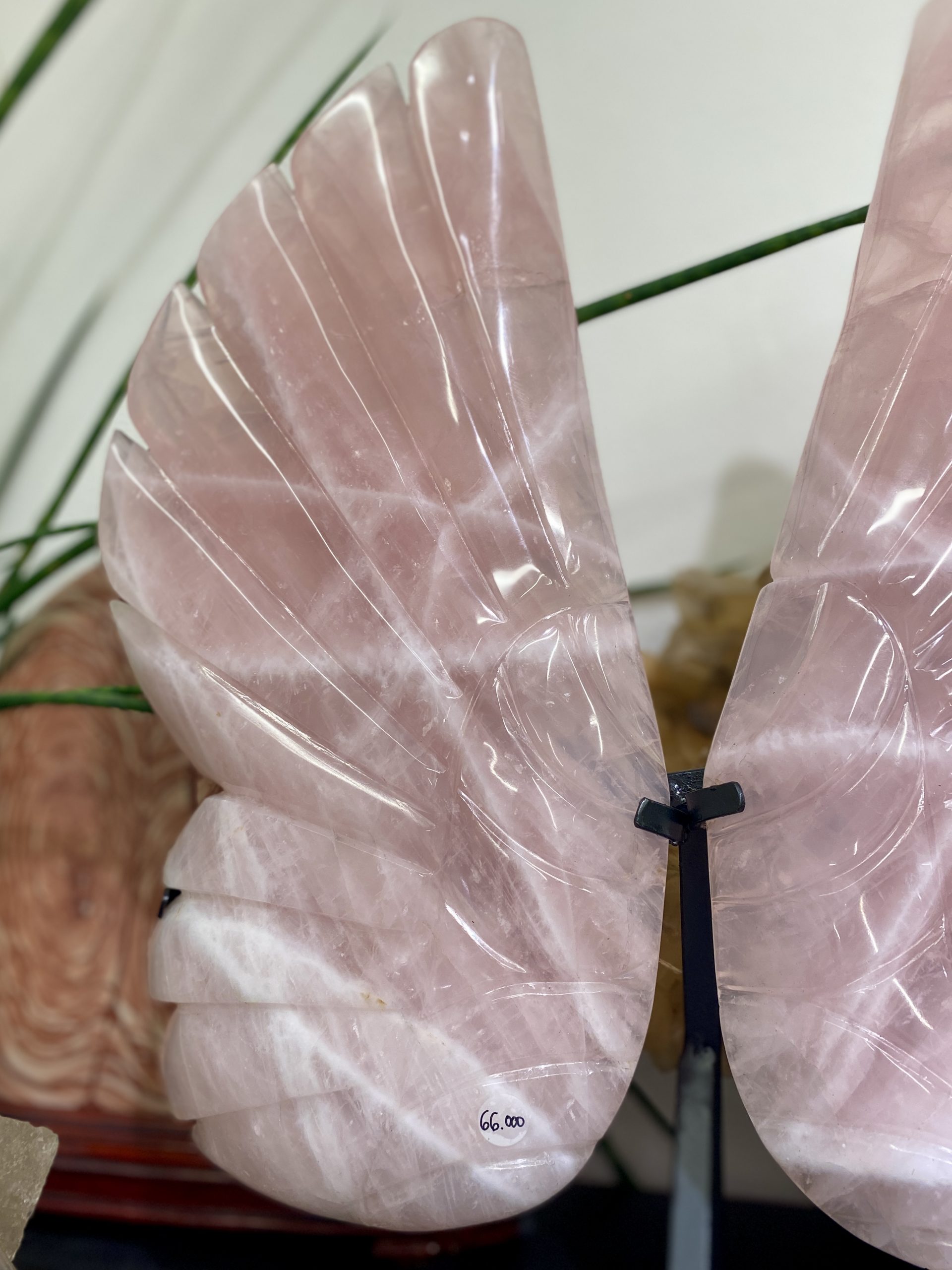 Menší růženínová křídla - Obrázek 3