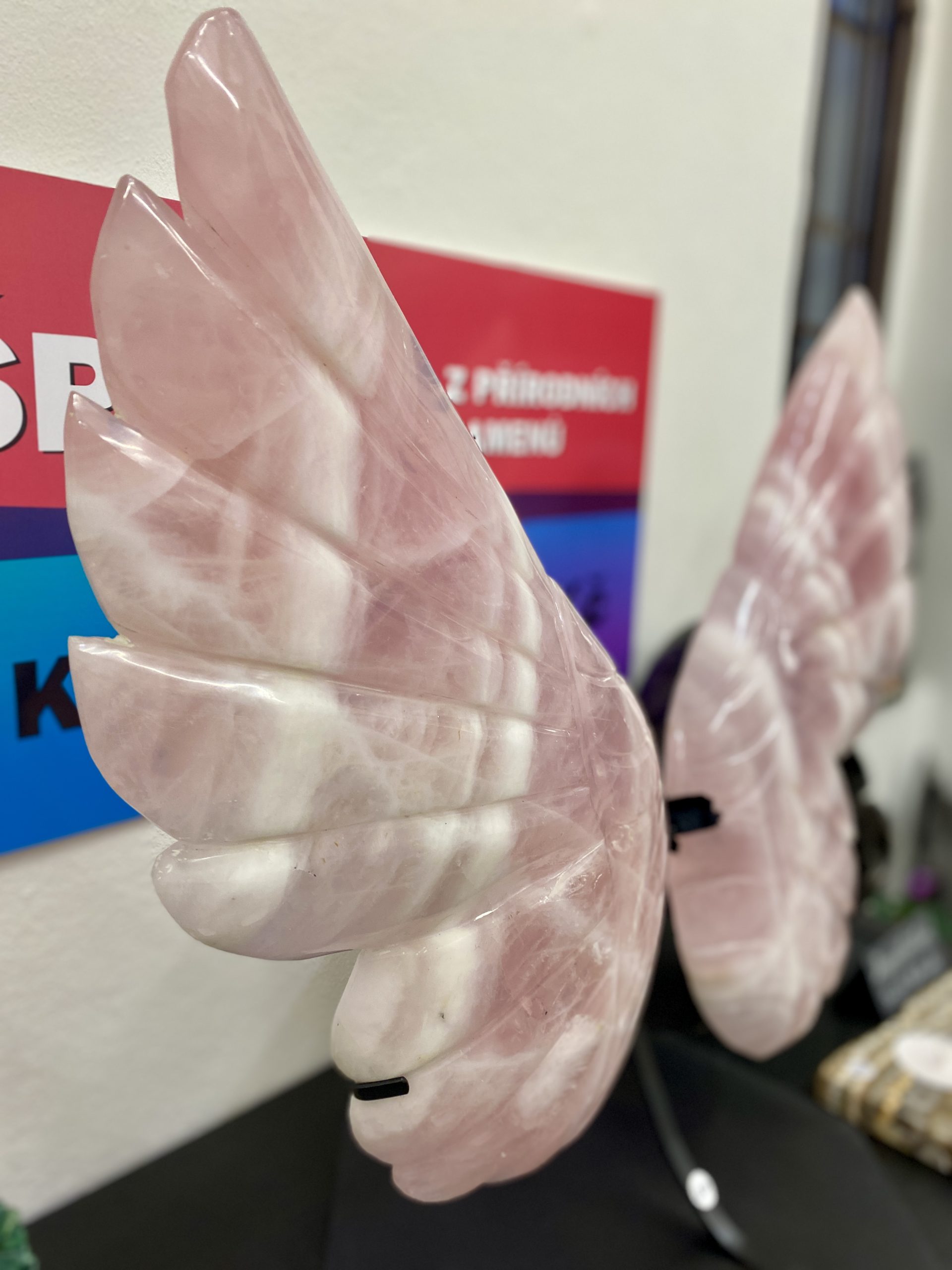 Větší růženínová křídla - Obrázek 5